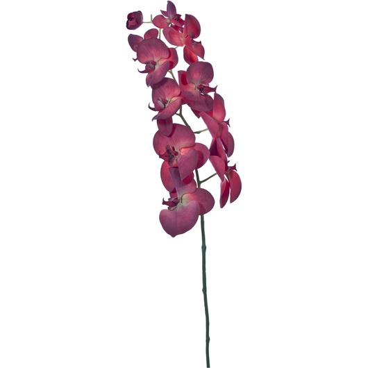Picture of PHALAENOPSIS stem h100cm red