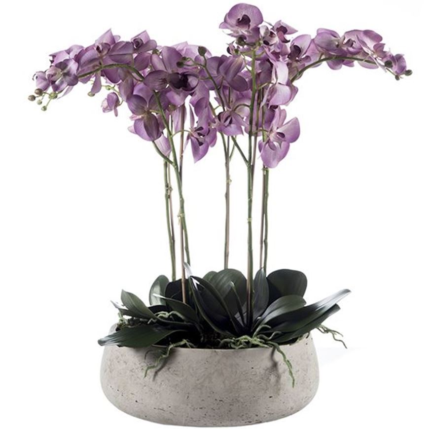Picture of PHALAENOPSIS I pot h73cm purple/light grey