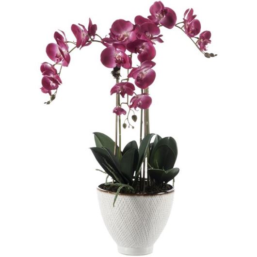 Picture of PHALAENOPSIS pot small purple/natural