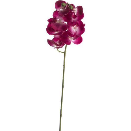 Picture of PHALAENOPSIS stem h98cm purple