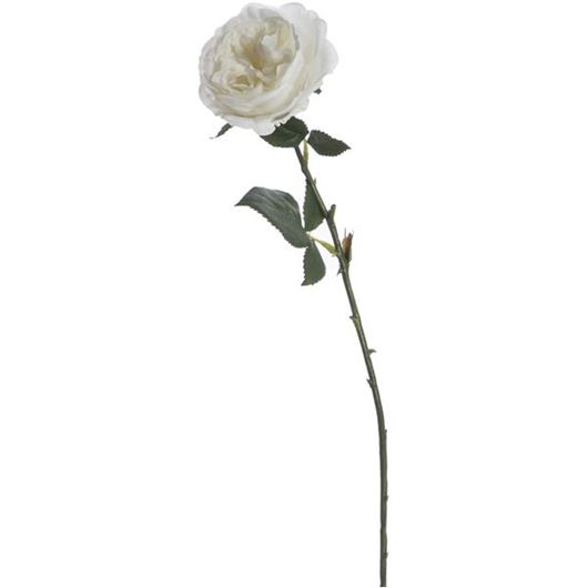 Picture of ENGLISH rose stem h51cm white