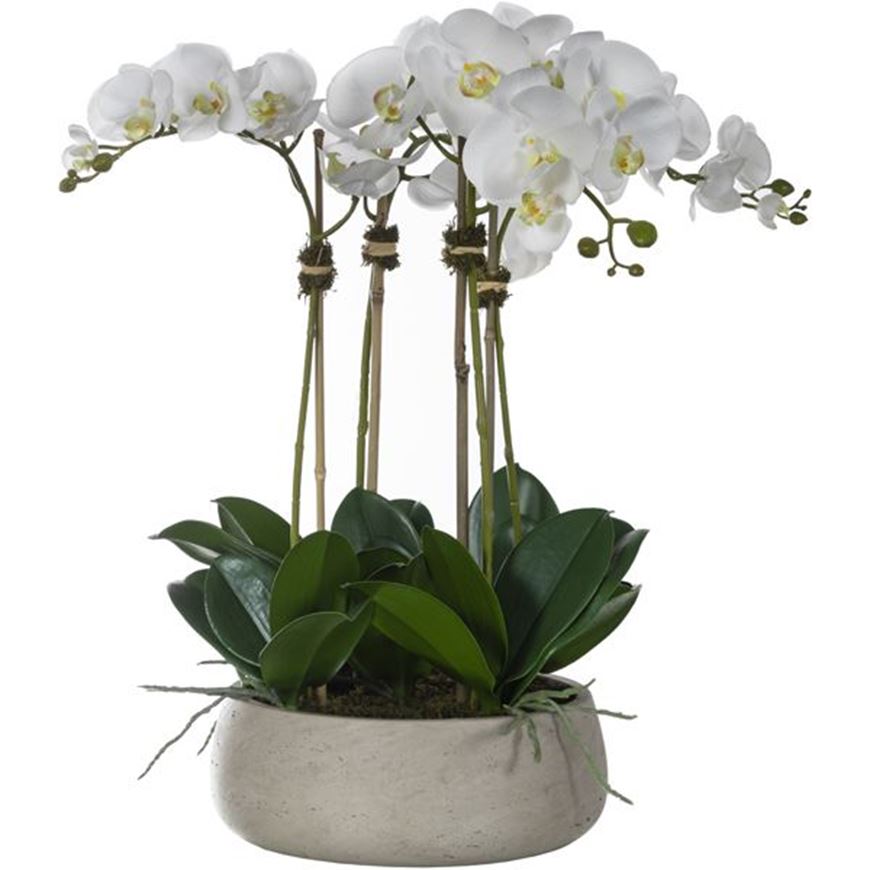 Picture of PHALAENOPSIS I pot h61cm white/assorted
