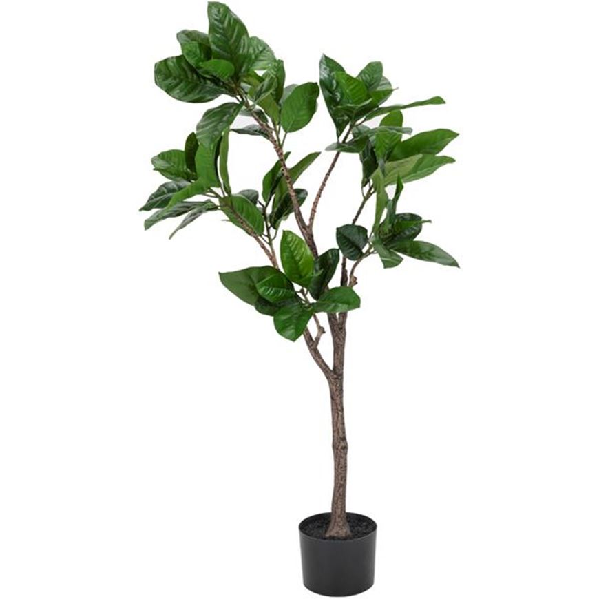 Picture of RUBBER tree h120cm green