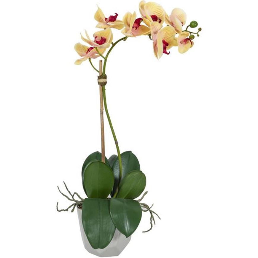 Picture of ORCHID pot h60cm yellow/cream