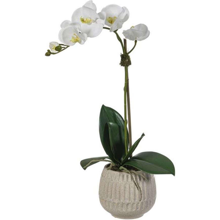 Picture of ORCHID pot h55cm white/white