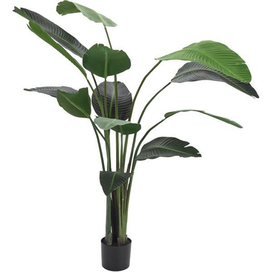 STRELITZIA plant h190cm green