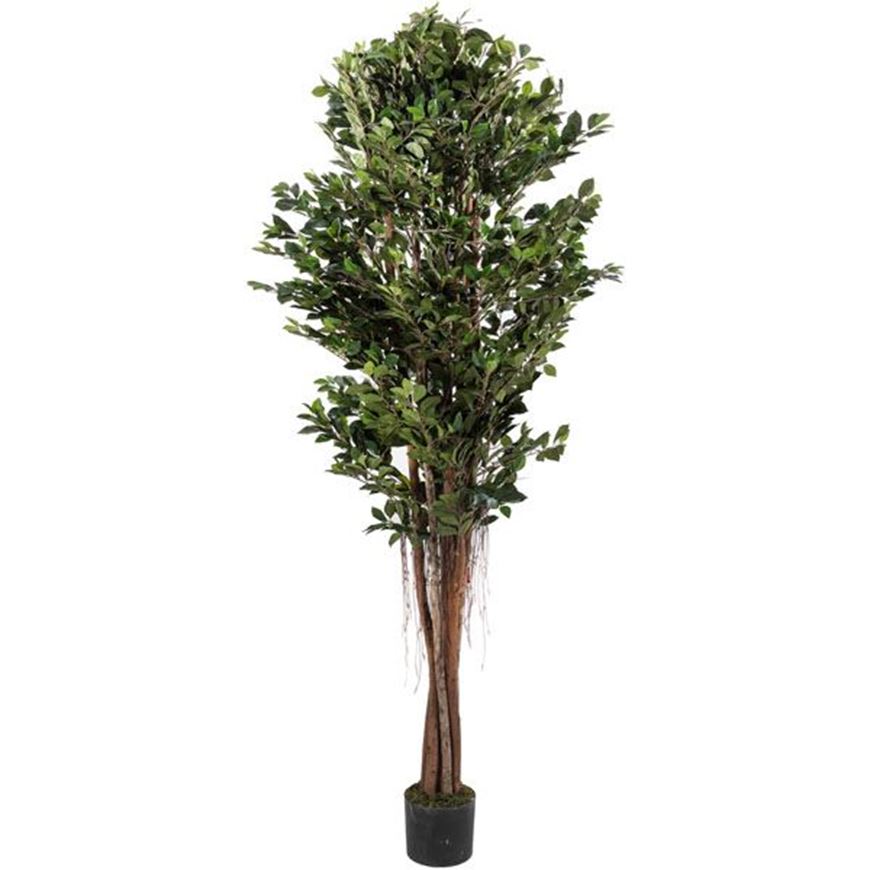FICUS RETUSA tree h210cm green
