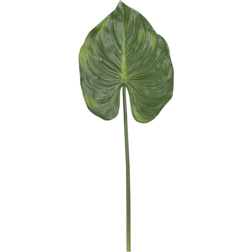 Picture of CANNA leaf h79cm green